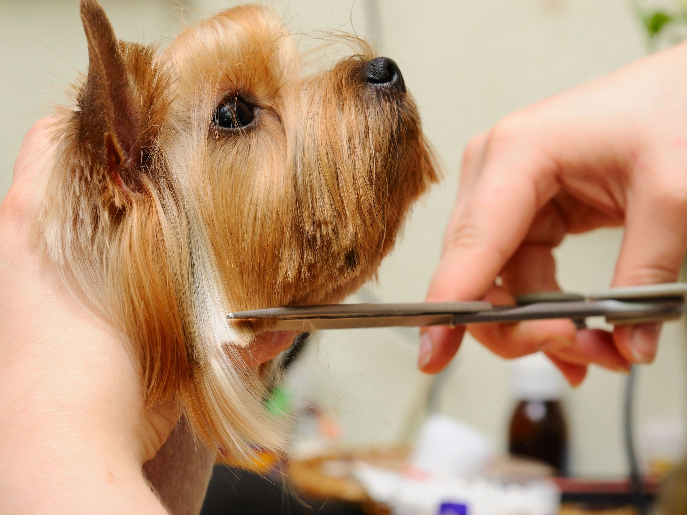 The Importance of Professional Dog Grooming in Elkhorn NE