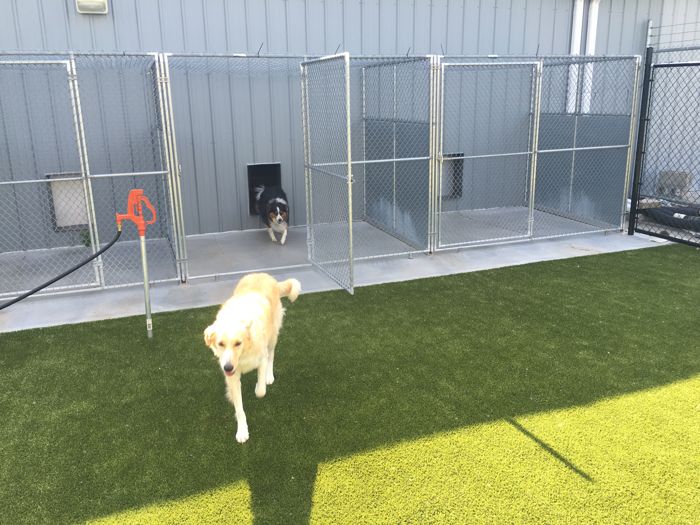 Dog Boarding in Omaha NE Is the Best For A Dog’s Home Away From Home Experience