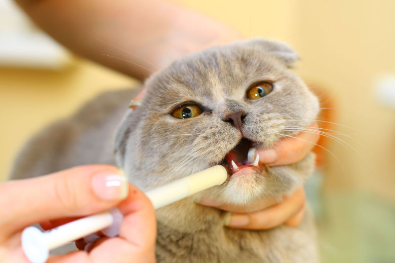 Reasons Why Your Cat’s Mouth Has a Lingering Foul Odor and What to Do Next